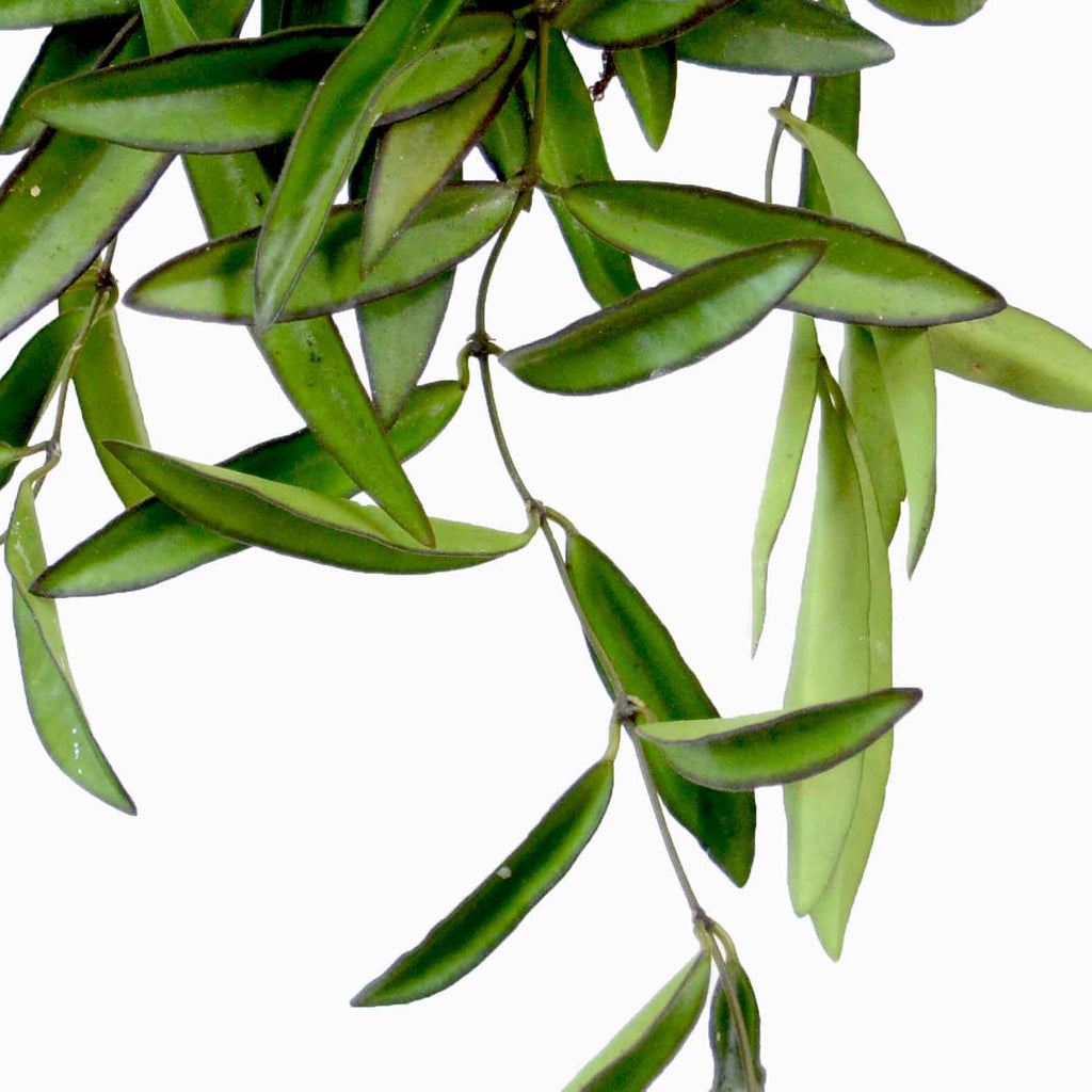 בת שבע וואיטי | Hoya Wayetii  | hoya | plant on it | neta together plant | צמחי בית | משתלה אינטרנטית | משתלה אונליין