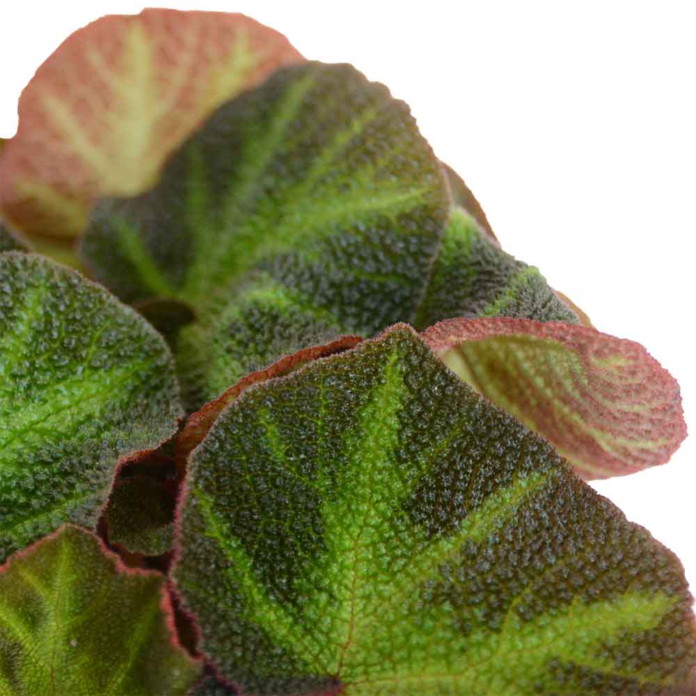 begonia soli-mutata | ביגוניה סולי מוטטה | משלוח צמחים | צמחי בית עד הבית | משתלה אינטרנטית