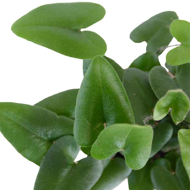  HOYA משלוחי צמחים | hoya משתלה און לין | מכירת צמחים |  שרך לבבות | Heart Leaf Fern   קנית שרך | רכישת שרך |  איך לגדל שרך | משתלה במרכז | משתלה דיגיטלית שלך | משלוח צמחים | הזמנת צמחים | משתלה אונליין  משתלה אינטרנטית | צמחי בית | עד הבית | פריחת הצמח | משלוח צמחי בית | משתלה עד הבית | 