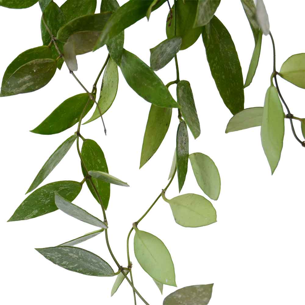 הויה גרסיליס | בת שבע גרסיליס Hoya gracilis | משתלה אינטרנטית