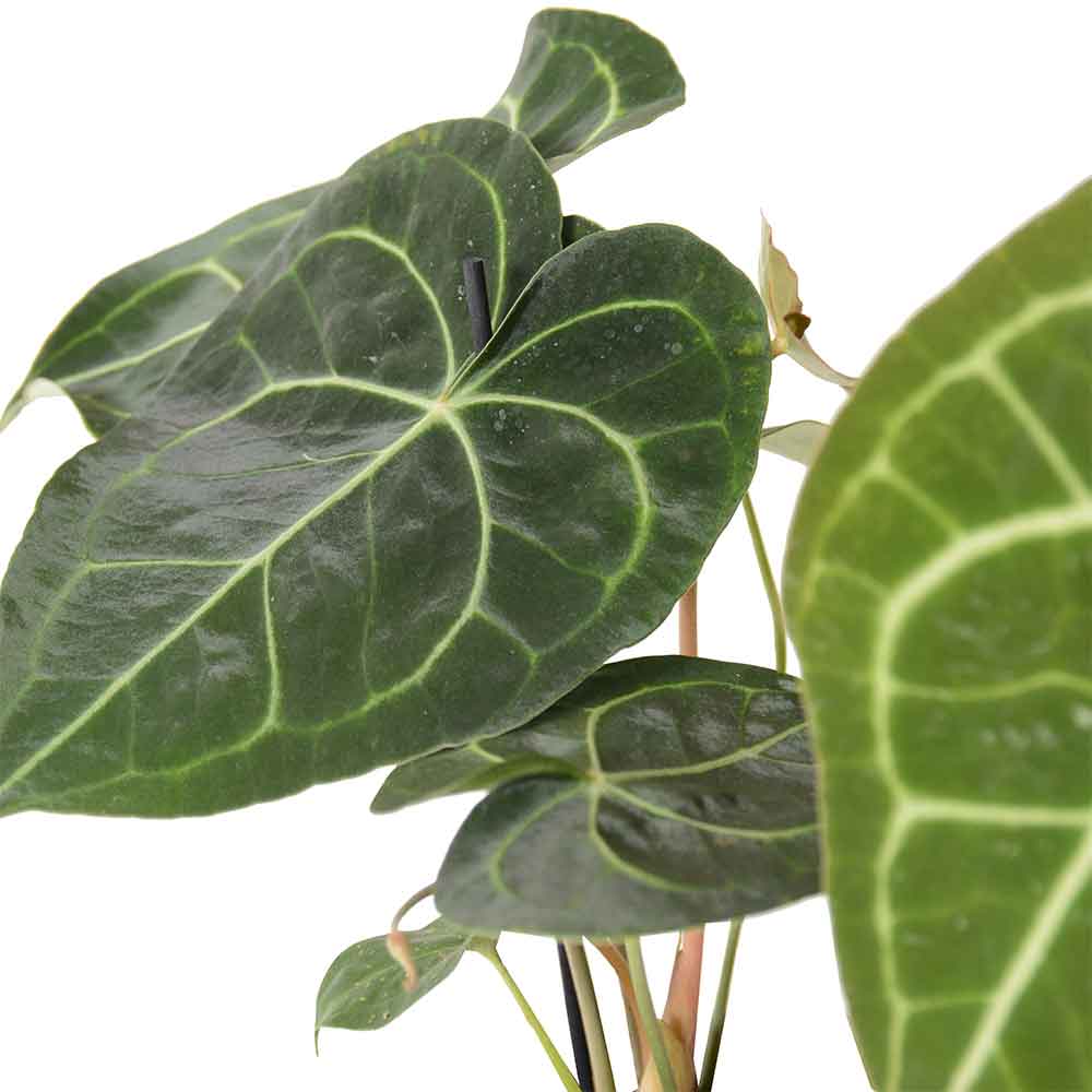 אנטוריום קלרינרביום | Anthurium Clarinervium | hoya | plant it | neta plants| משתלה אינטרנטית | משלוח צמחים | משתללה אונליין