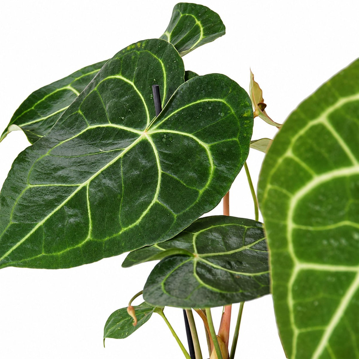 אנטוריום קלרינרביום | Anthurium Clarinervium | hoya | plant it | neta plants| משתלה אינטרנטית | משלוח צמחים | משתללה אונליין