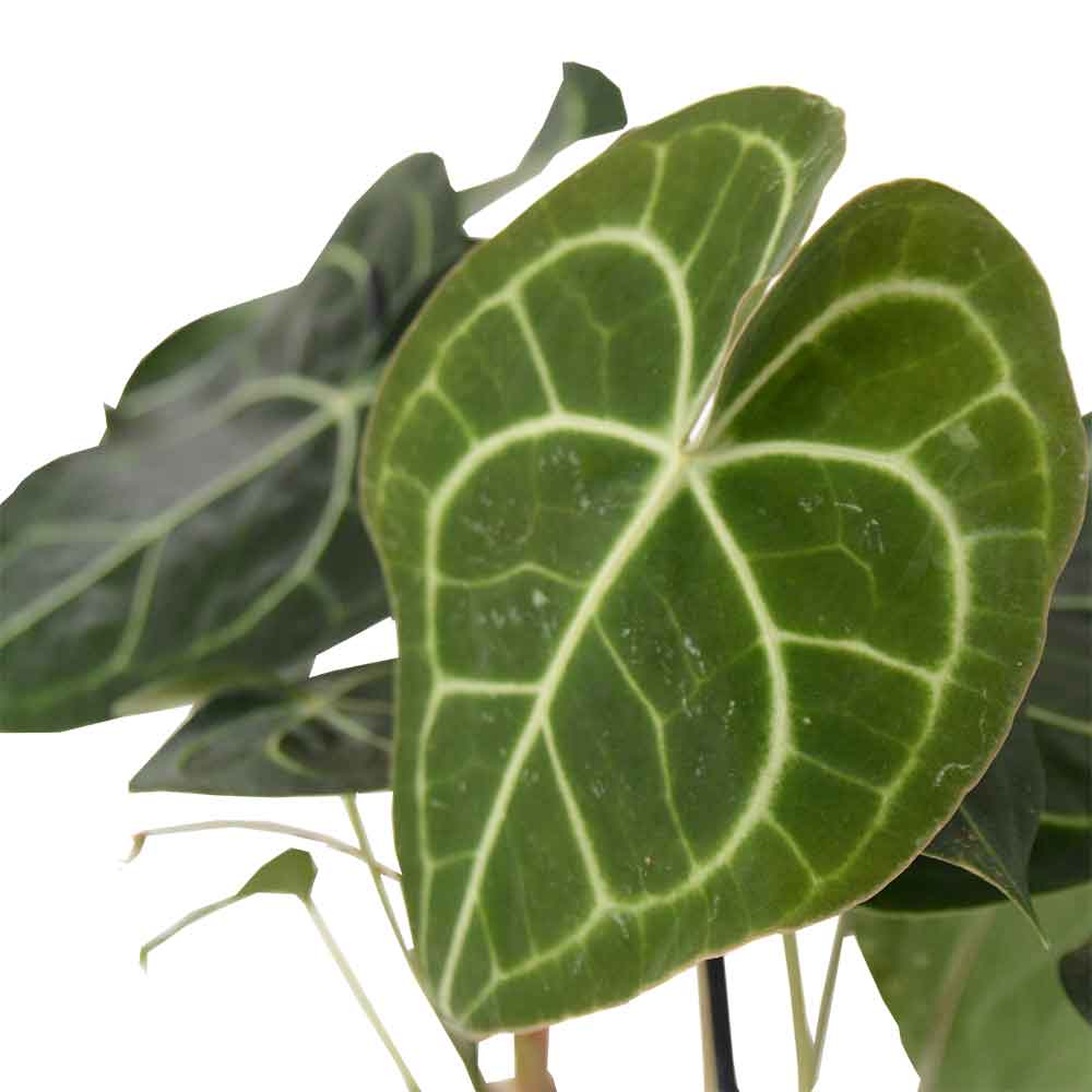 אנטוריום קלרינרביום | Anthurium Clarinervium | hoya | plant it | neta plants| משתלה אינטרנטית | משלוח צמחים | משתללה אונליין