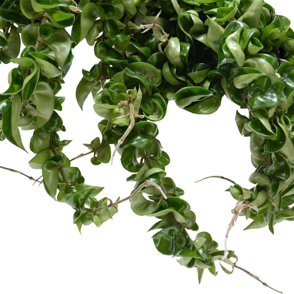 בת שבע קרנוסה קומפקטה- טיפול וייחור הצמח | Hoya Carnosa Compacta | משלוח צמחים