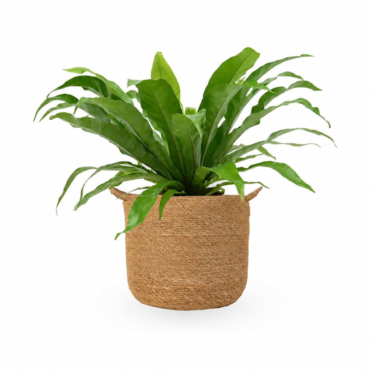 קן הציפור