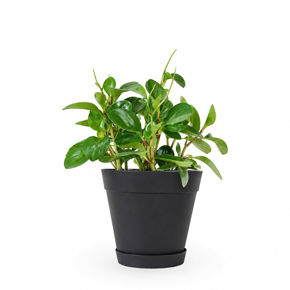 פפרומיה מגוונת, Peperomia Magnoliifolia, פפרומיה