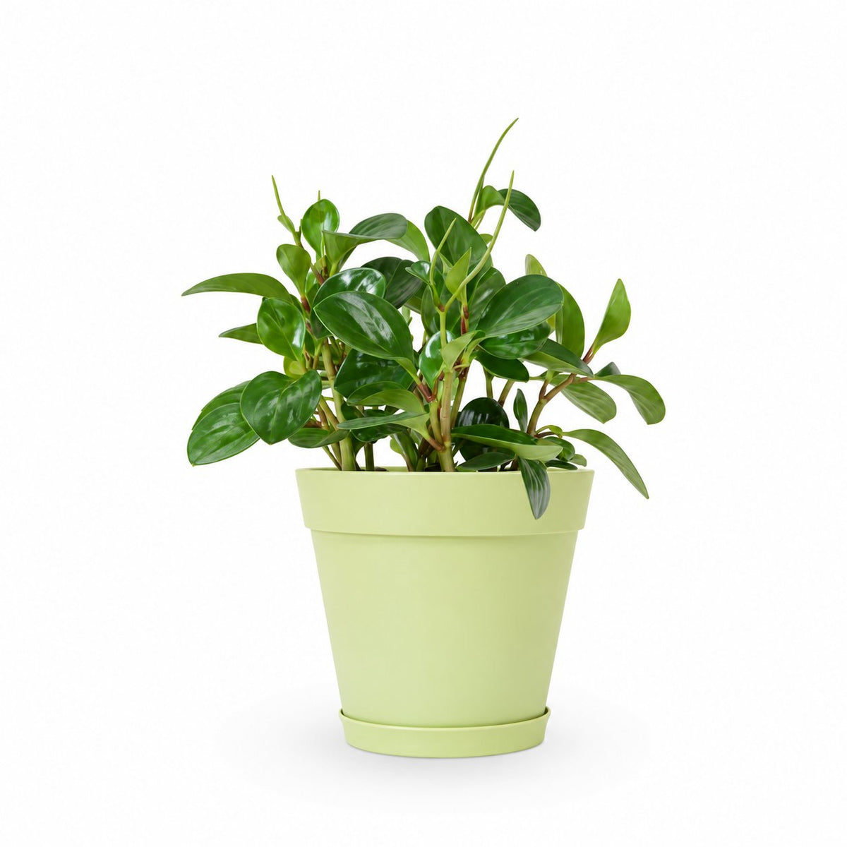 פפרומיה מגוונת, Peperomia Magnoliifolia, פפרומיה