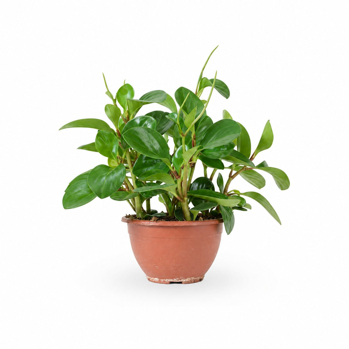 פפרומיה מגוונת, Peperomia Magnoliifolia, פפרומיה