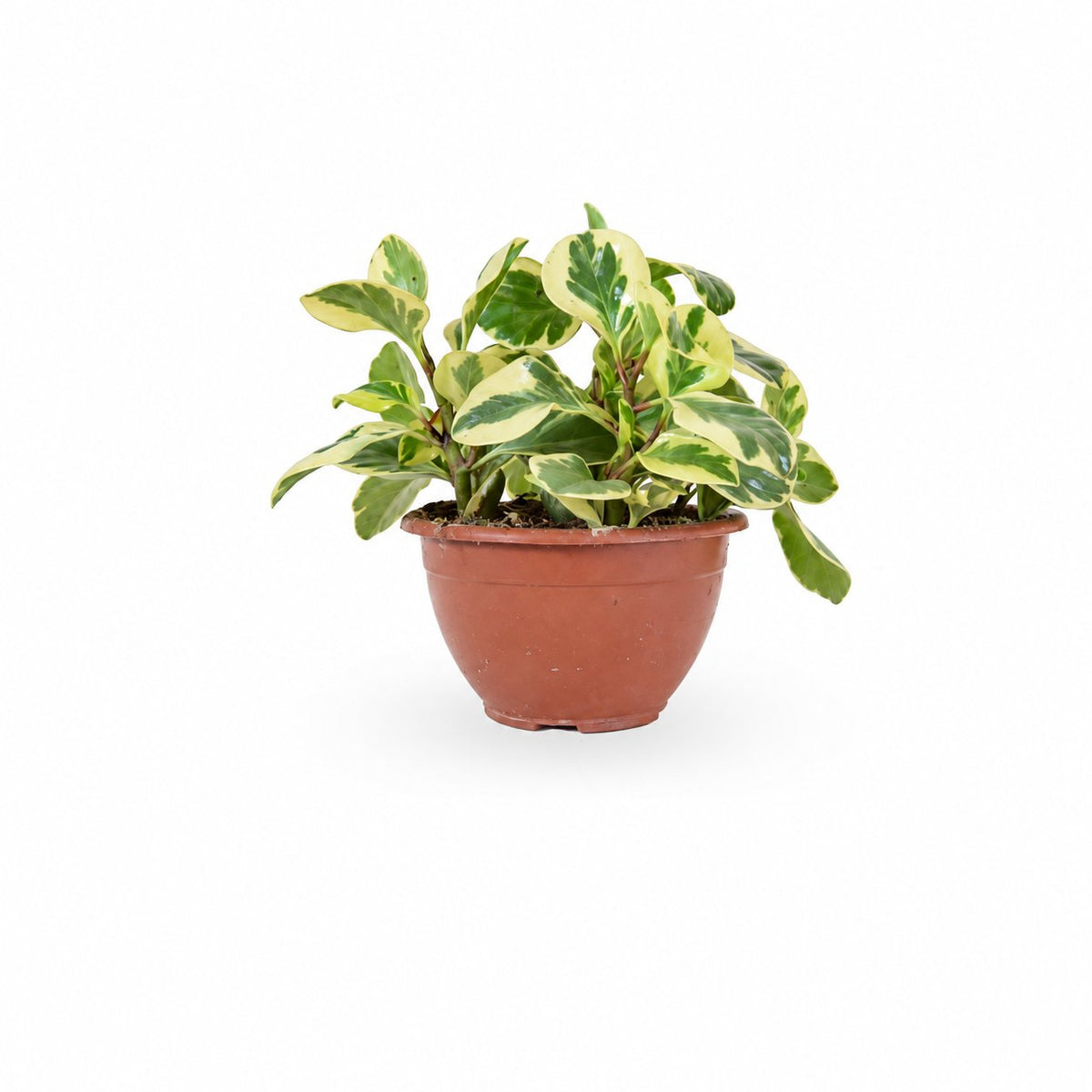 HO YA | HOYA | משלוח צמחי בית | פפרומיה פפרומיה מגוונת | Peperomia Variegata Magnoliifolia | | הויה