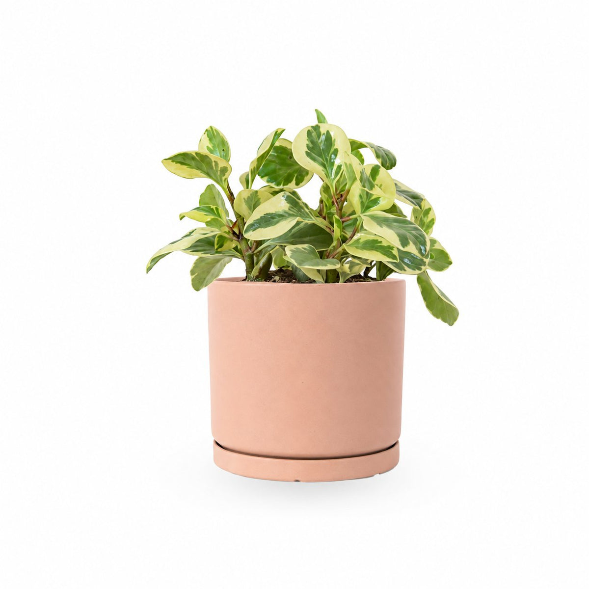 HO YA | HOYA | משלוח צמחי בית | פפרומיה  פפרומיה מגוונת | Peperomia Variegata Magnoliifolia | | הויה