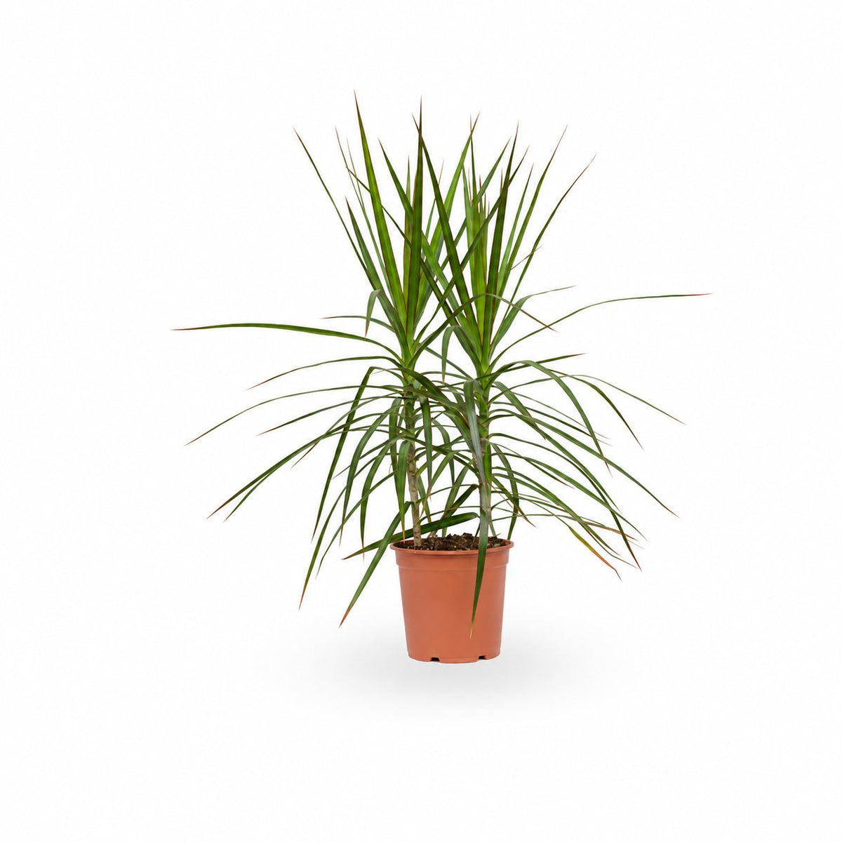 דרצנה מרגינטה, דרקונית, Dracaena