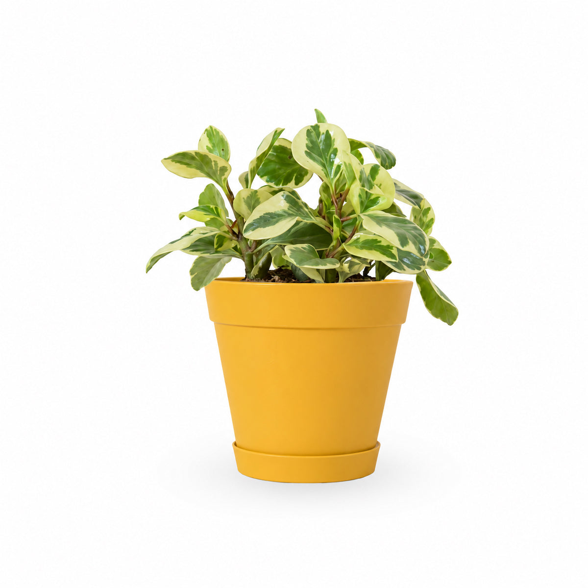 HO YA | HOYA | משלוח צמחי בית | פפרומיה  פפרומיה מגוונת | Peperomia Variegata Magnoliifolia | | הויה