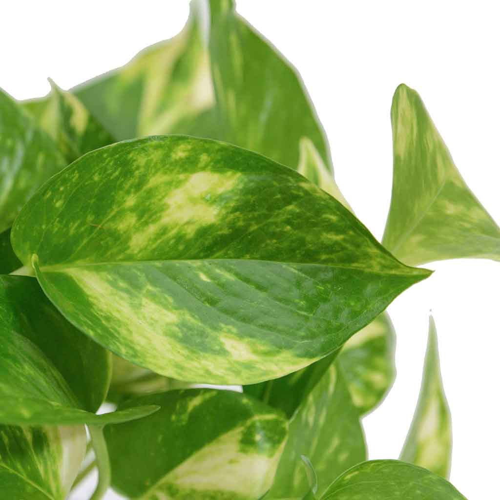  HOYA משלוחי צמחים- פוטוס מוזהב | Golden Pothos HOYA- צמחי בית  משתלה אינטרנטית | צמחי בית | עד הבית | פריחת הצמח | משלוח צמחי בית | משתלה עד הבית | 