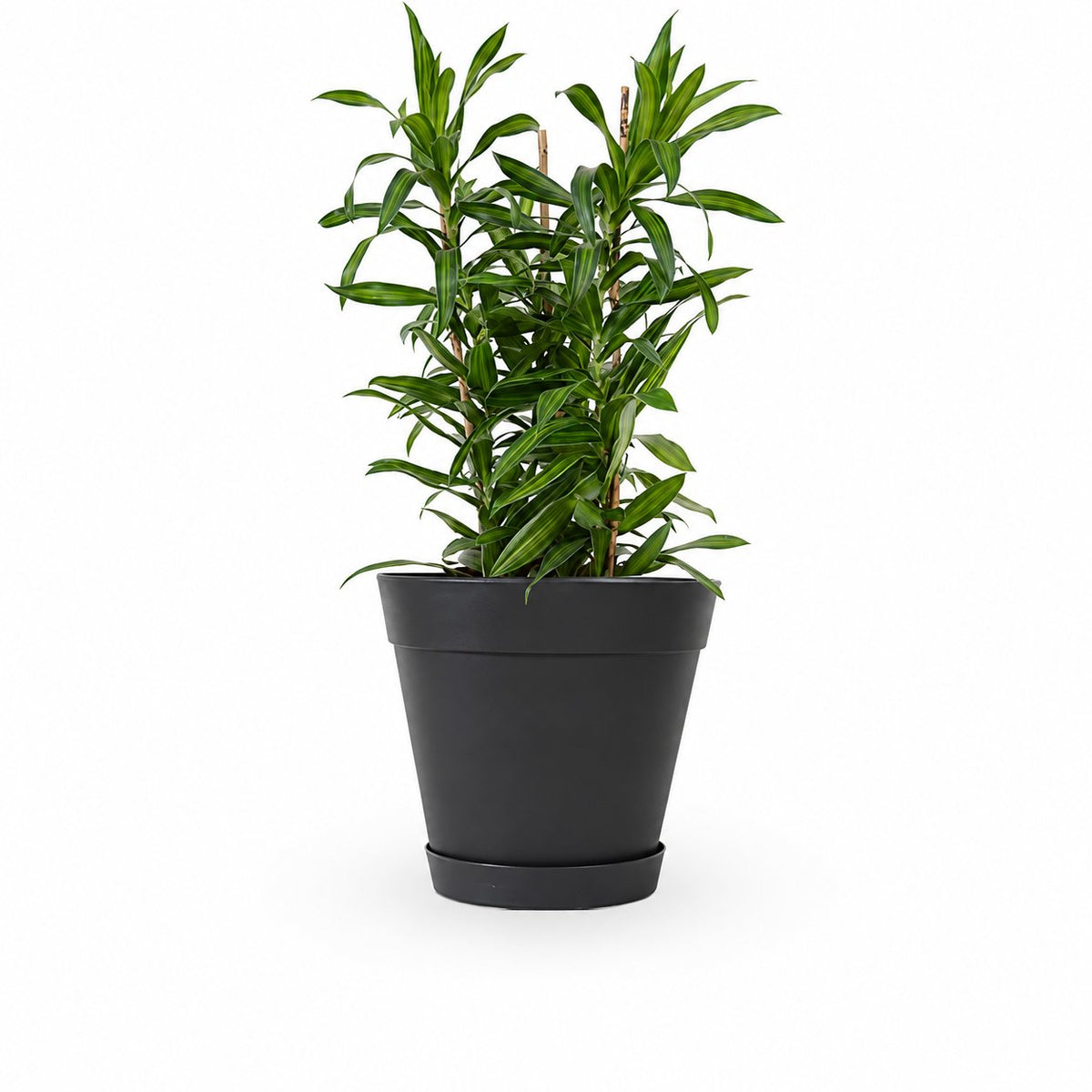 דרצנה | דרצנה גמיקה | דרצנה ג'מיקה | דרקונית | dracena jamaica | Dracaena | HOYA- צמחי בית | משלוח צמחים | משתלה אינטרנטית | משתלה אונליין | plant on it | neta your plants