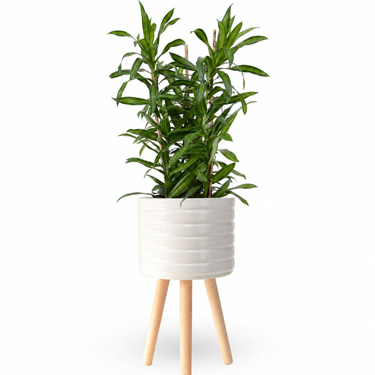 דרצנה | דרצנה גמיקה | דרצנה ג'מיקה | דרקונית | dracena jamaica | Dracaena | HOYA- צמחי בית | משלוח צמחים | משתלה אינטרנטית | משתלה אונליין | plant on it | neta your plants