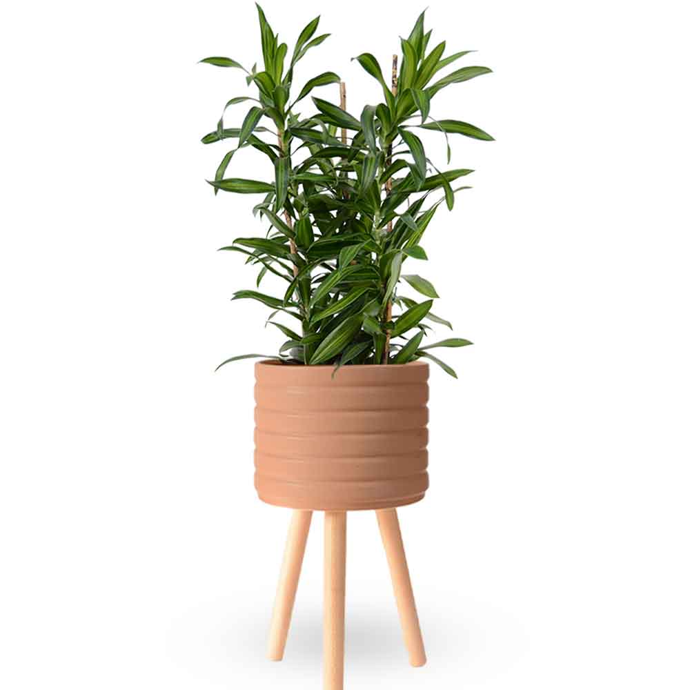 דרצנה | דרצנה גמיקה | דרצנה ג'מיקה | דרקונית | dracena jamaica | Dracaena | HOYA- צמחי בית | משלוח צמחים | משתלה אינטרנטית | משתלה אונליין | plant on it | neta your plants