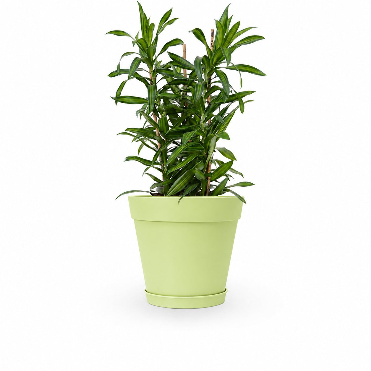 דרצנה | דרצנה גמיקה | דרצנה ג'מיקה | דרקונית | dracena jamaica | Dracaena | HOYA- צמחי בית | משלוח צמחים | משתלה אינטרנטית | משתלה אונליין | plant on it | neta your plants