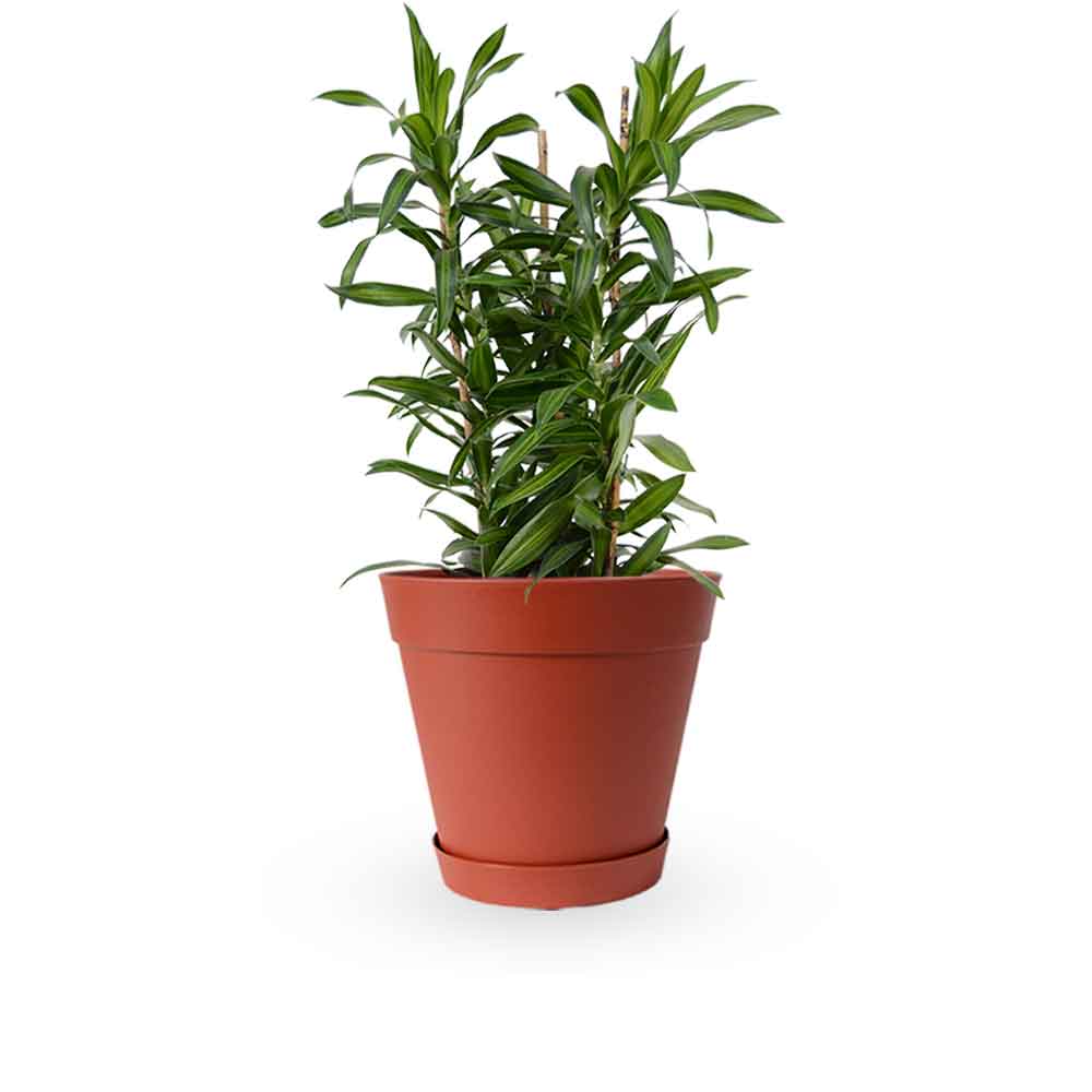 דרצנה | דרצנה גמיקה | דרצנה ג'מיקה | דרקונית | dracena jamaica | Dracaena | HOYA- צמחי בית | משלוח צמחים | משתלה אינטרנטית | משתלה אונליין | plant on it | neta your plants