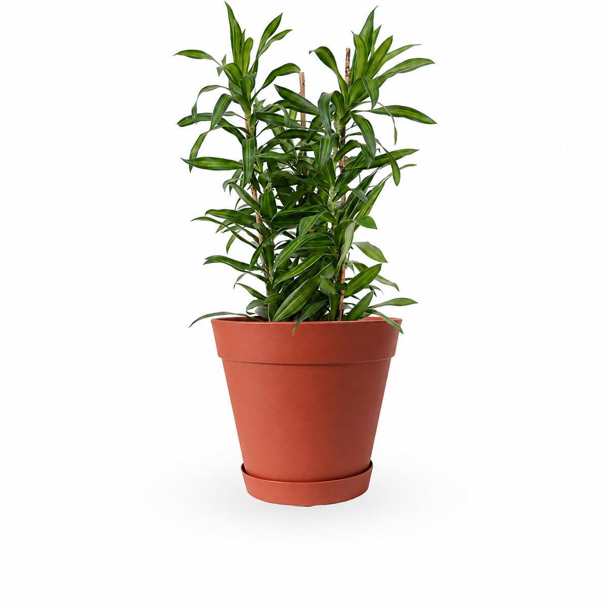 דרצנה | דרצנה גמיקה | דרצנה ג'מיקה | דרקונית | dracena jamaica | Dracaena | HOYA- צמחי בית | משלוח צמחים | משתלה אינטרנטית | משתלה אונליין | plant on it | neta your plants