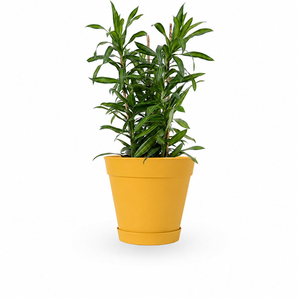 דרצנה | דרצנה גמיקה | דרצנה ג'מיקה | דרקונית | dracena jamaica | Dracaena | HOYA- צמחי בית | משלוח צמחים | משתלה אינטרנטית | משתלה אונליין | plant on it | neta your plants