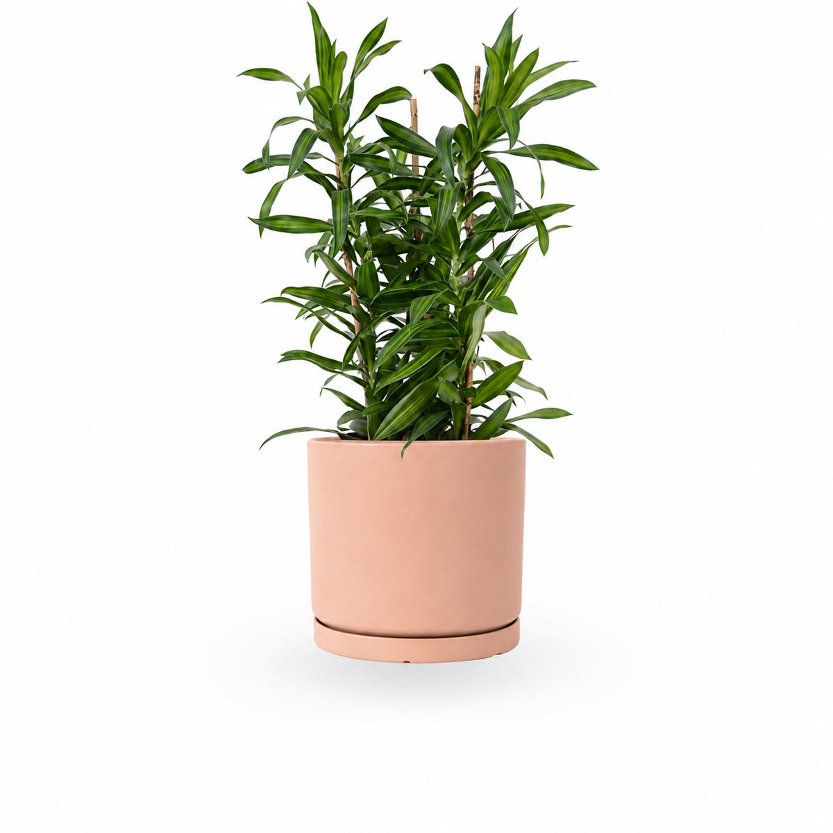 דרצנה | דרצנה גמיקה | דרצנה ג'מיקה | דרקונית | dracena jamaica | Dracaena | HOYA- צמחי בית | משלוח צמחים | משתלה אינטרנטית | משתלה אונליין | plant on it | neta your plants