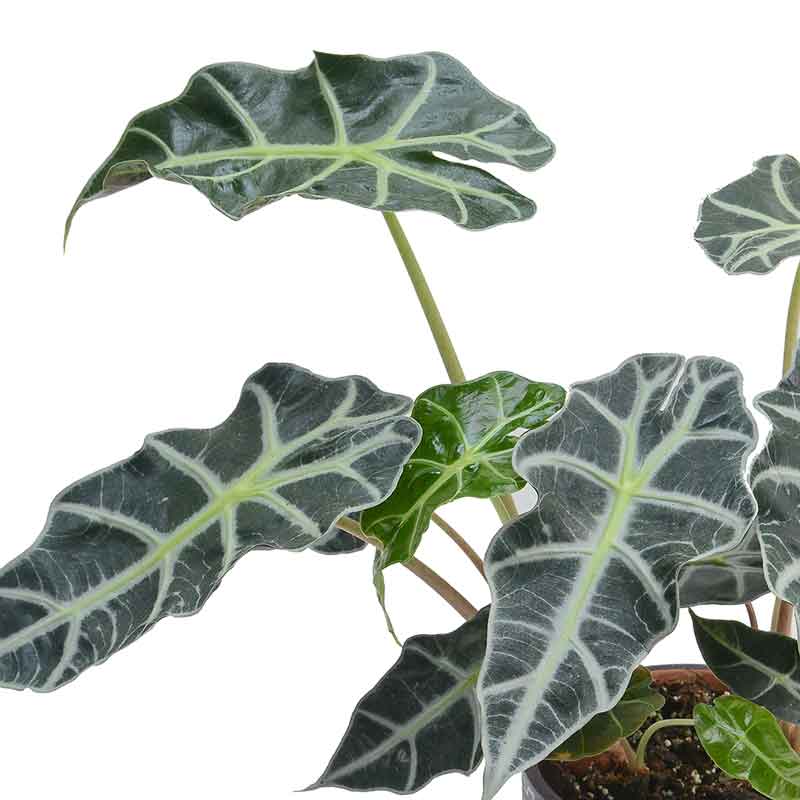 Alocasia Polly | אלוקסיה פולי | אלוקסיה | משלוח צמחים | משתלה אינטרנטית | צמחי בית עד הבית