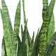 Sticky Image
