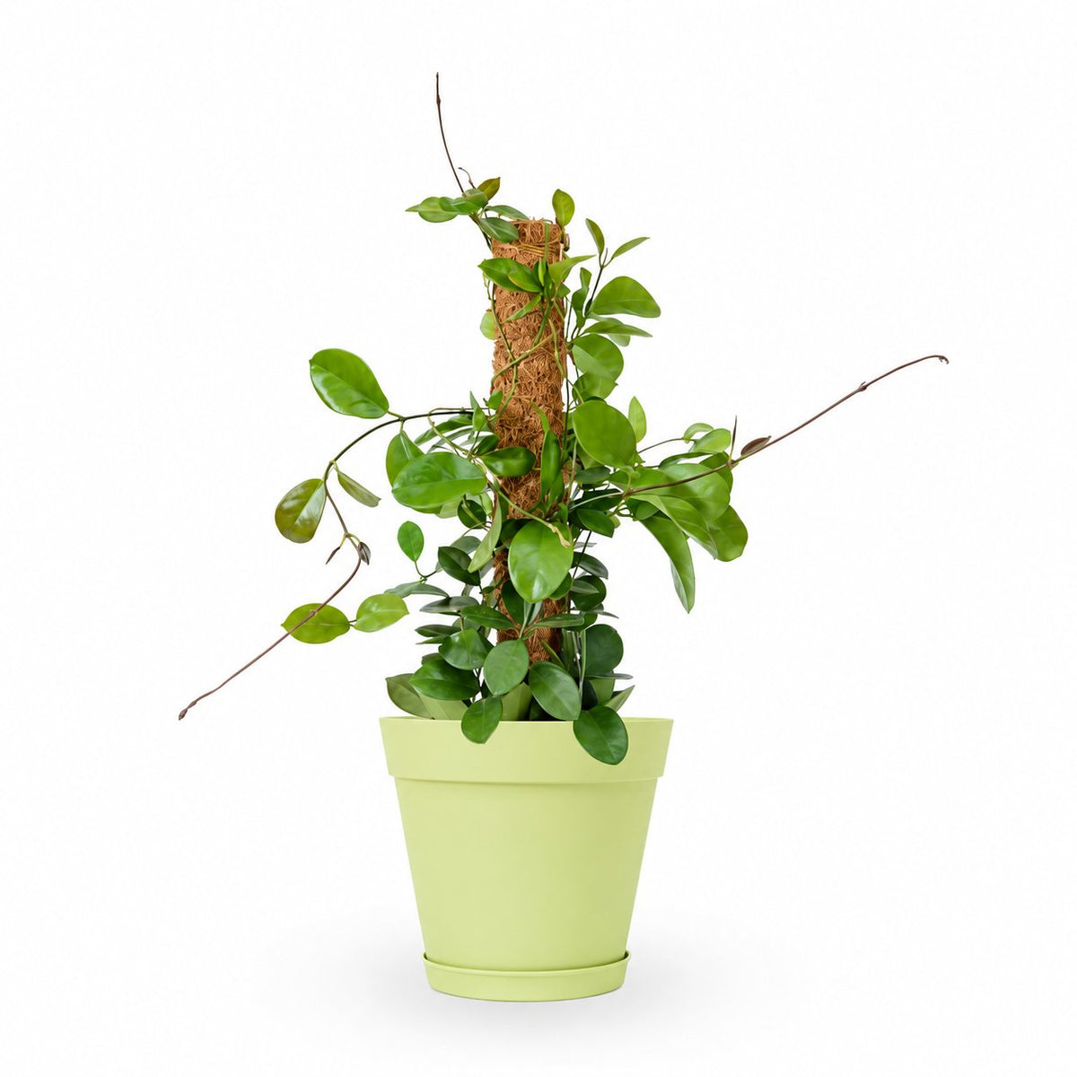 Hoya Australis| הויה אוסטרליס | hoya | plant on it | neta together plant | צמחי בית | משתלה אינטרנטית | משתלה אונליין