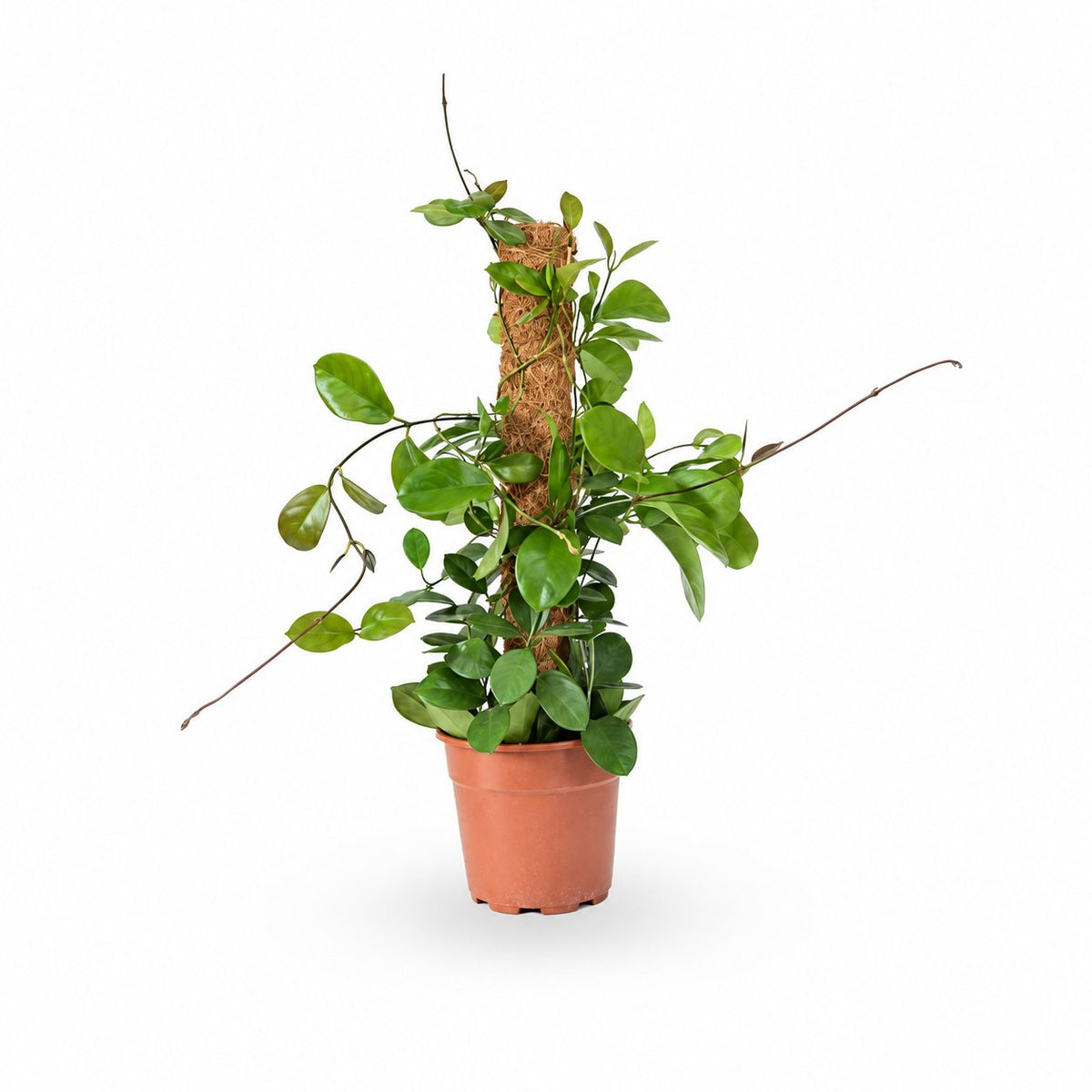 Hoya Australis| הויה אוסטרליס | hoya | plant on it | neta together plant | צמחי בית | משתלה אינטרנטית | משתלה אונליין