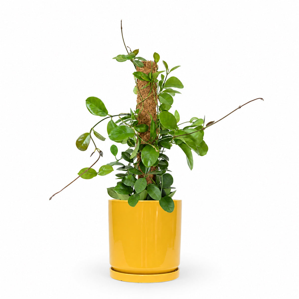 Hoya Australis| הויה אוסטרליס | hoya | plant on it | neta together plant | צמחי בית | משתלה אינטרנטית | משתלה אונליין