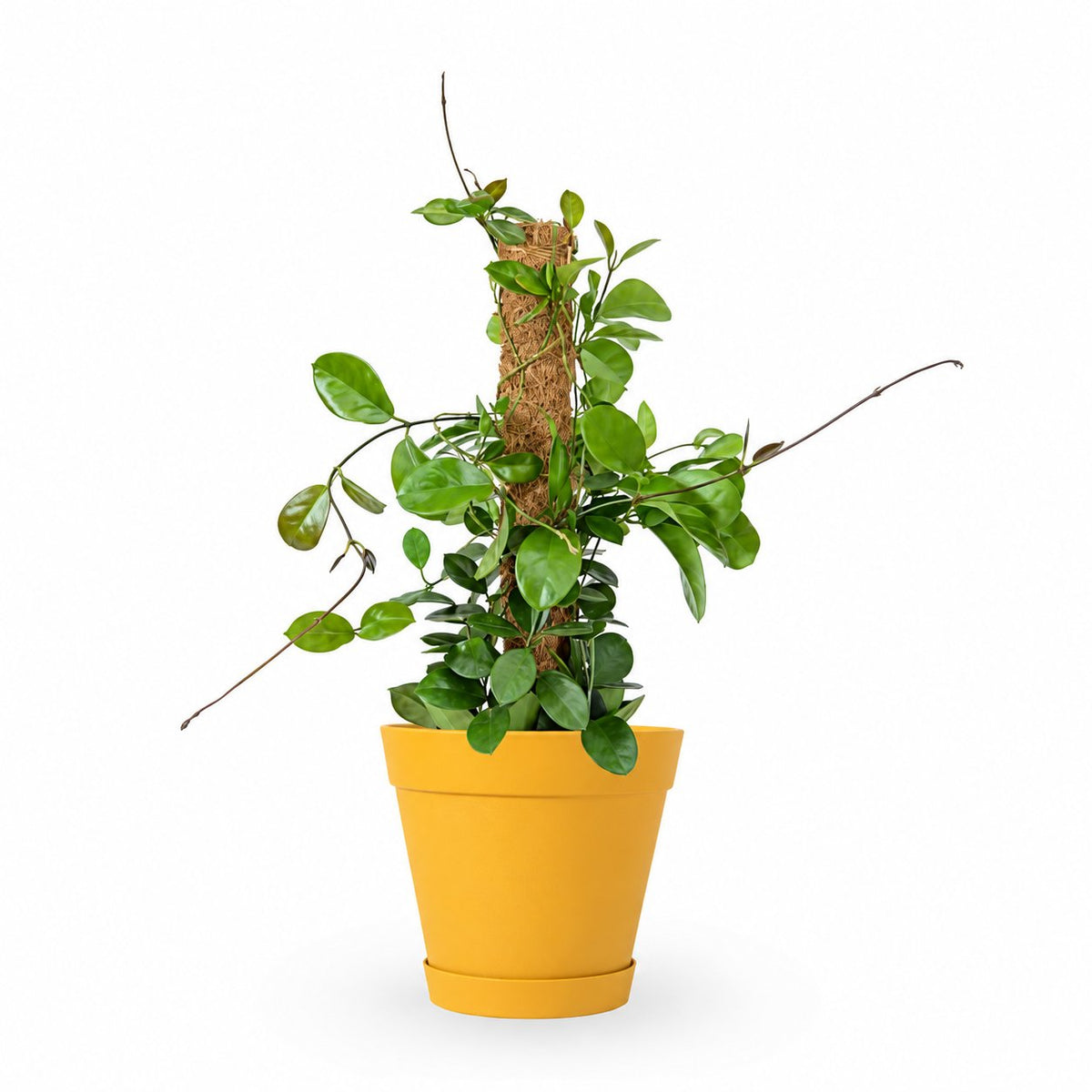 Hoya Australis| הויה אוסטרליס | hoya | plant on it | neta together plant | צמחי בית | משתלה אינטרנטית | משתלה אונליין