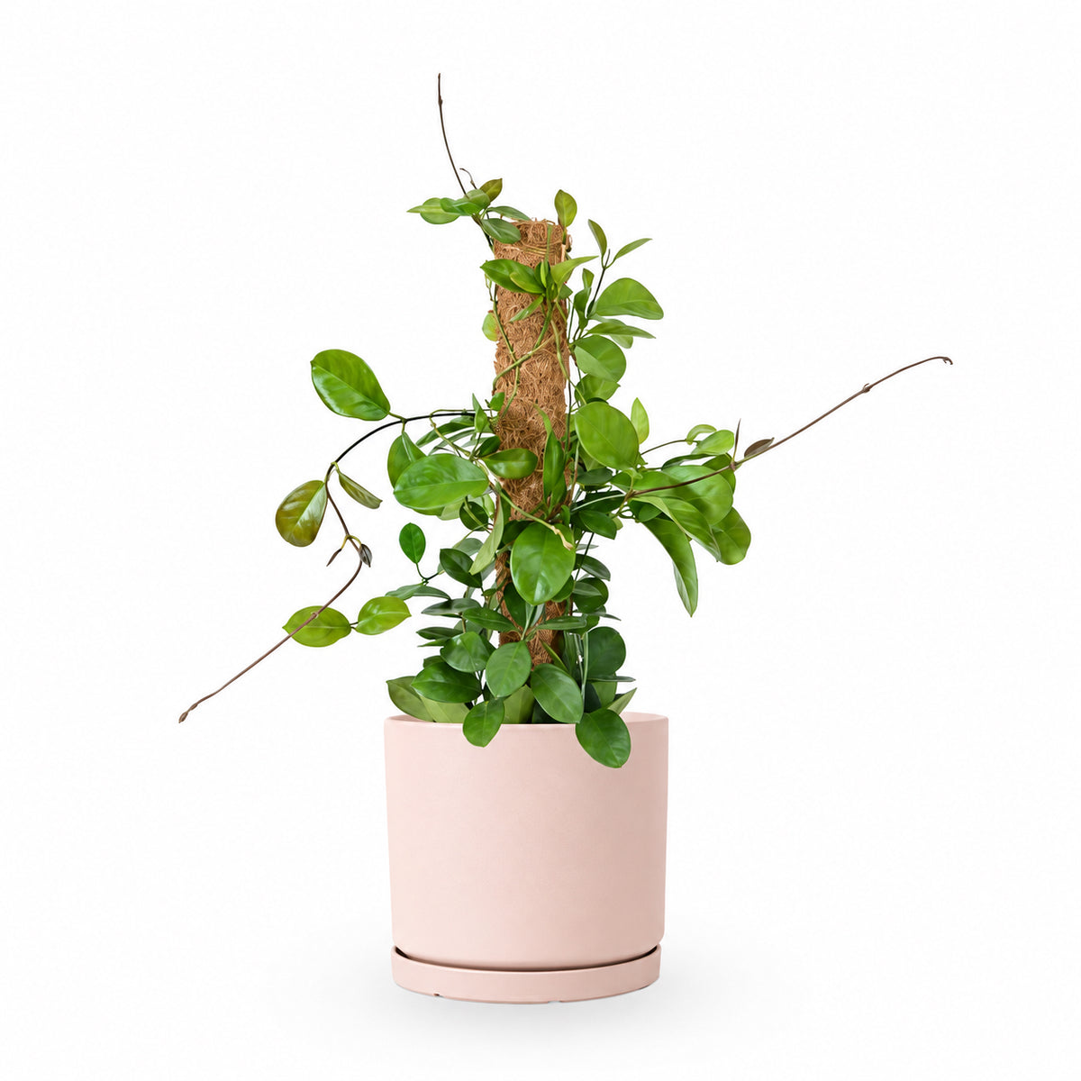 Hoya Australis| הויה אוסטרליס | hoya | plant on it | neta together plant | צמחי בית | משתלה אינטרנטית | משתלה אונליין
