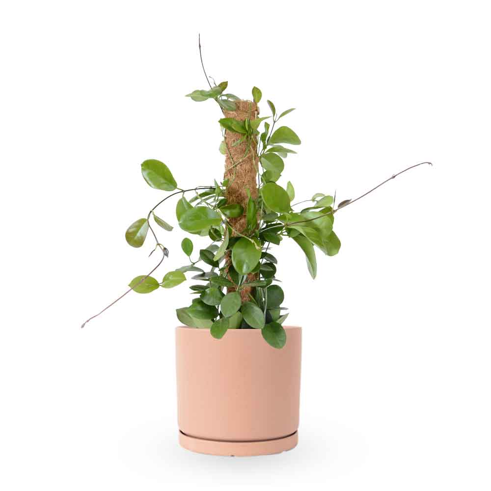 Hoya Australis| הויה אוסטרליס | hoya | plant on it | neta together plant | צמחי בית | משתלה אינטרנטית | משתלה אונליין