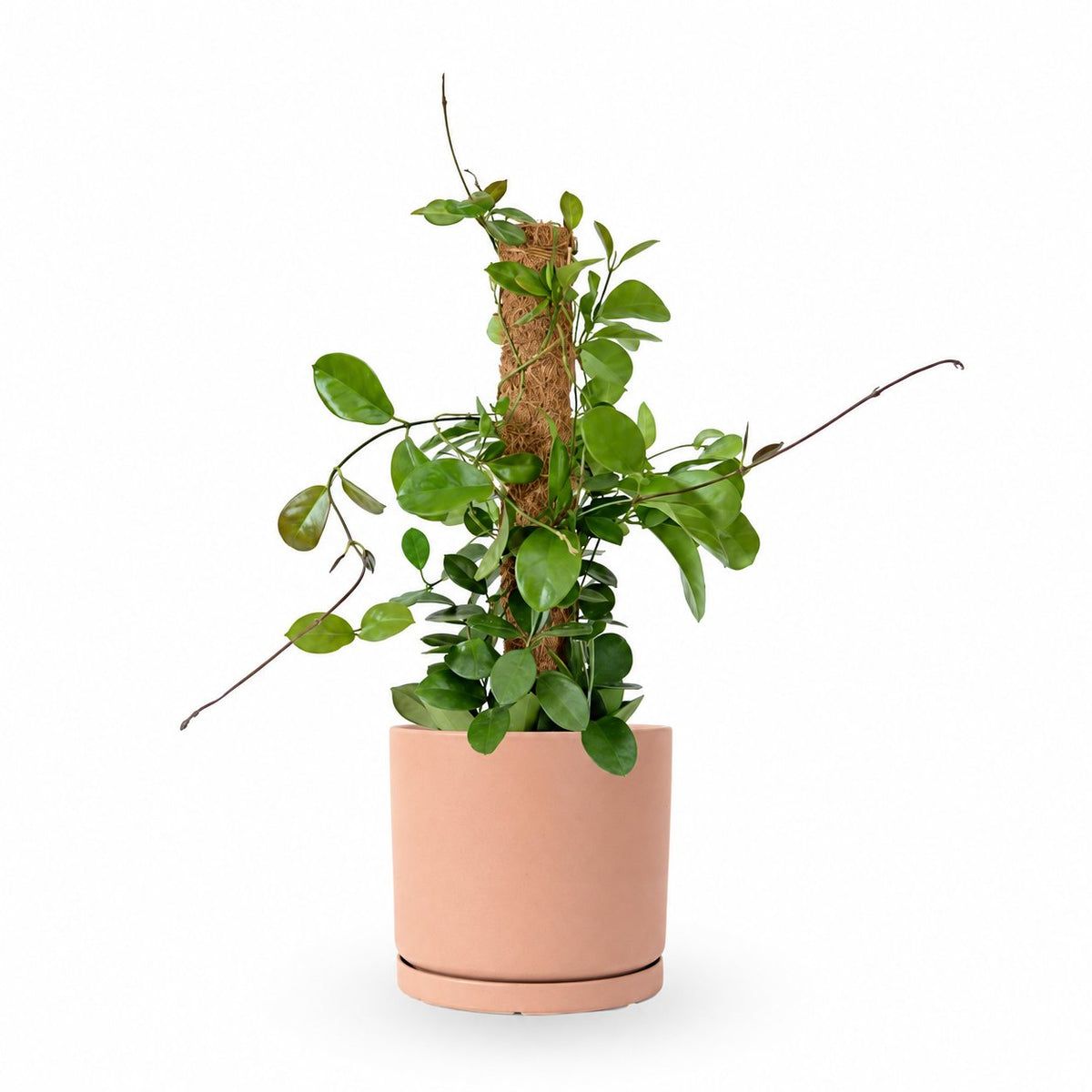 Hoya Australis| הויה אוסטרליס | hoya | plant on it | neta together plant | צמחי בית | משתלה אינטרנטית | משתלה אונליין