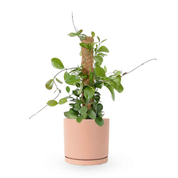 Hoya Australis| הויה אוסטרליס | hoya | plant on it | neta together plant | צמחי בית | משתלה אינטרנטית | משתלה אונליין