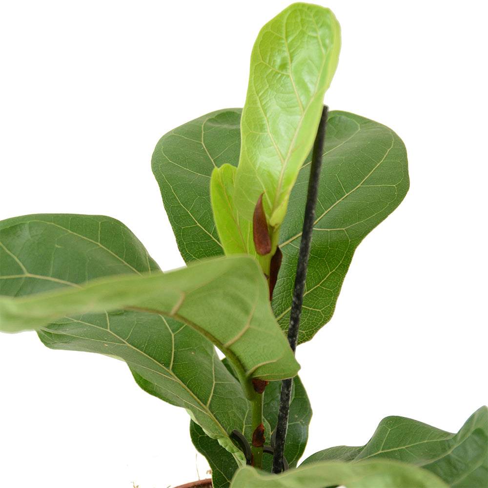  HOYA משלוחי צמחים | hoya משתלה און לין | מכירת צמחים |  Fiddle-Leaf Fig Bambino  קנית פיקוס כינורי | רכישת פיקוס כינורי |   | משתלה במרכז | משתלה דיגיטלית שלך | משלוח צמחים | הזמנת צמחים | משתלה אונליין  משתלה אינטרנטית | צמחי בית | עד הבית | פריחת הצמח | משלוח צמחי בית | משתלה עד הבית | 
