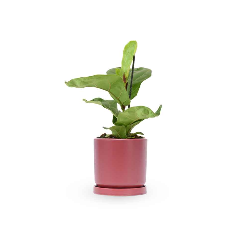  HOYA משלוחי צמחים | hoya משתלה און לין | מכירת צמחים |  Fiddle-Leaf Fig Bambino  קנית פיקוס כינורי | רכישת פיקוס כינורי |   | משתלה במרכז | משתלה דיגיטלית שלך | משלוח צמחים | הזמנת צמחים | משתלה אונליין  משתלה אינטרנטית | צמחי בית | עד הבית | פריחת הצמח | משלוח צמחי בית | משתלה עד הבית | 