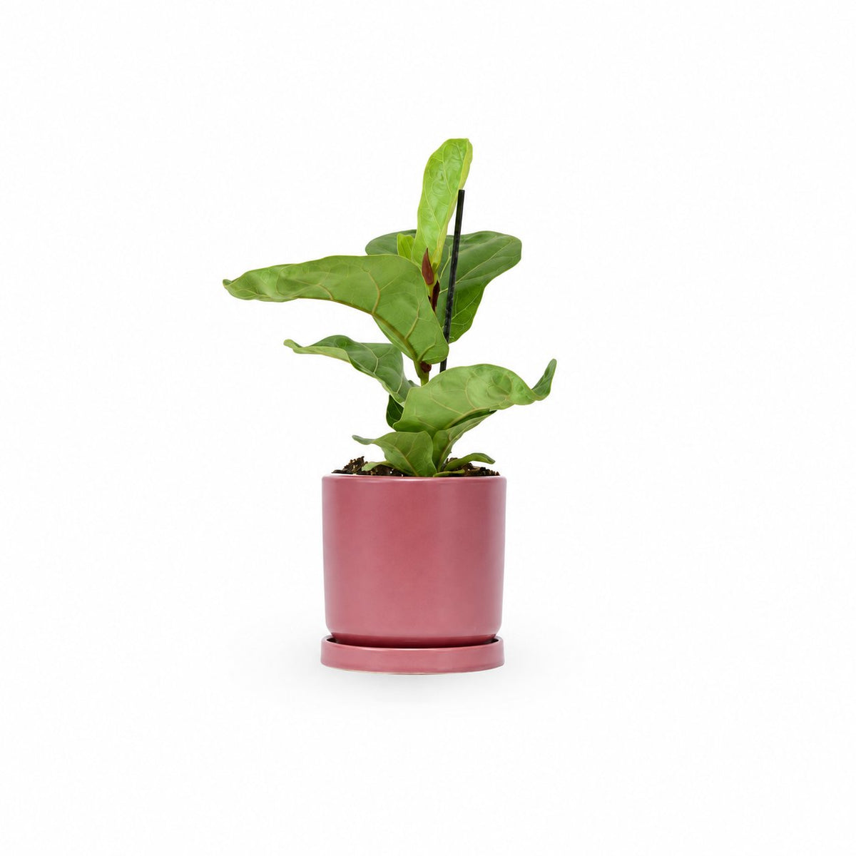  HOYA משלוחי צמחים | hoya משתלה און לין | מכירת צמחים |  Fiddle-Leaf Fig Bambino  קנית פיקוס כינורי | רכישת פיקוס כינורי |   | משתלה במרכז | משתלה דיגיטלית שלך | משלוח צמחים | הזמנת צמחים | משתלה אונליין  משתלה אינטרנטית | צמחי בית | עד הבית | פריחת הצמח | משלוח צמחי בית | משתלה עד הבית | 