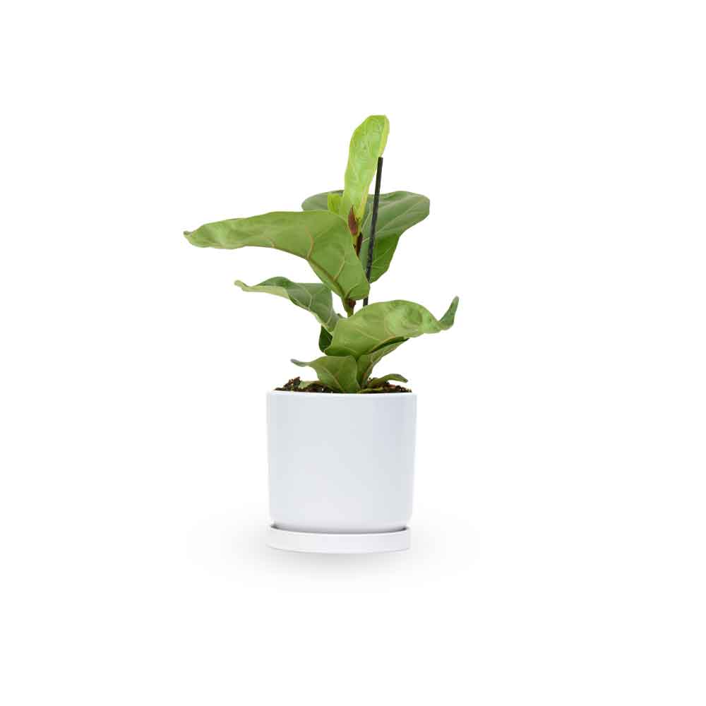  HOYA משלוחי צמחים | hoya משתלה און לין | מכירת צמחים |  Fiddle-Leaf Fig Bambino  קנית פיקוס כינורי | רכישת פיקוס כינורי |   | משתלה במרכז | משתלה דיגיטלית שלך | משלוח צמחים | הזמנת צמחים | משתלה אונליין  משתלה אינטרנטית | צמחי בית | עד הבית | פריחת הצמח | משלוח צמחי בית | משתלה עד הבית | 