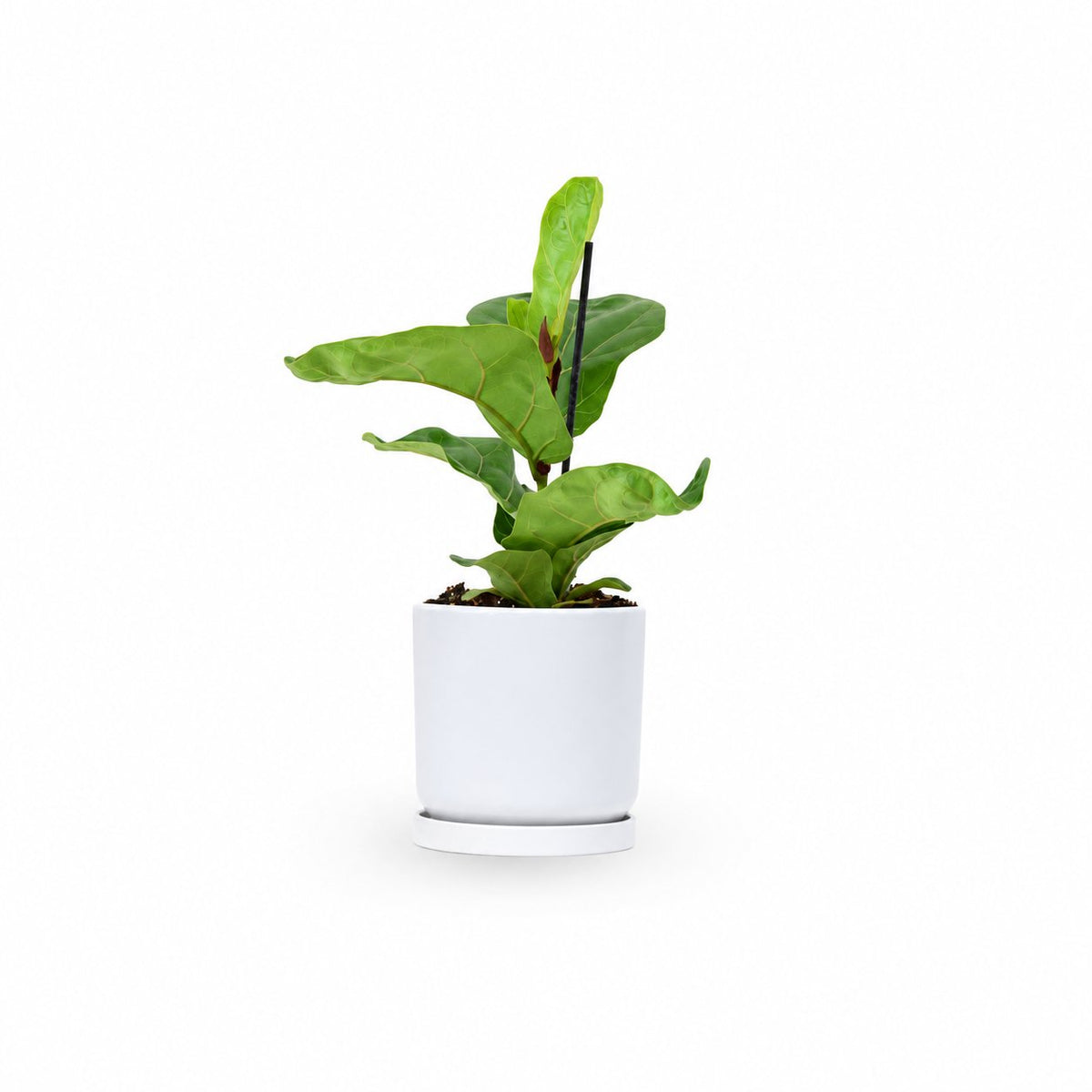 Fiddle-Leaf Fig Bambino  קנית פיקוס כינורי