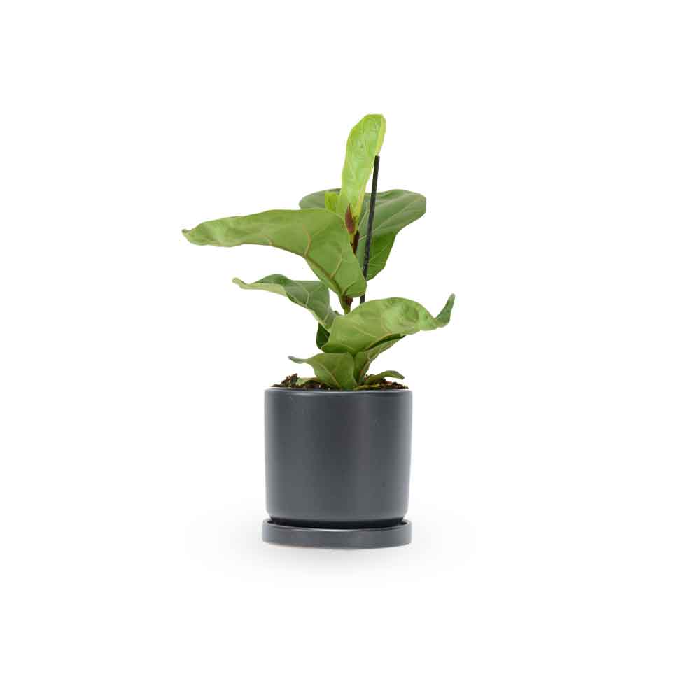  HOYA משלוחי צמחים | hoya משתלה און לין | מכירת צמחים |  Fiddle-Leaf Fig Bambino  קנית פיקוס כינורי | רכישת פיקוס כינורי |   | משתלה במרכז | משתלה דיגיטלית שלך | משלוח צמחים | הזמנת צמחים | משתלה אונליין  משתלה אינטרנטית | צמחי בית | עד הבית | פריחת הצמח | משלוח צמחי בית | משתלה עד הבית | 