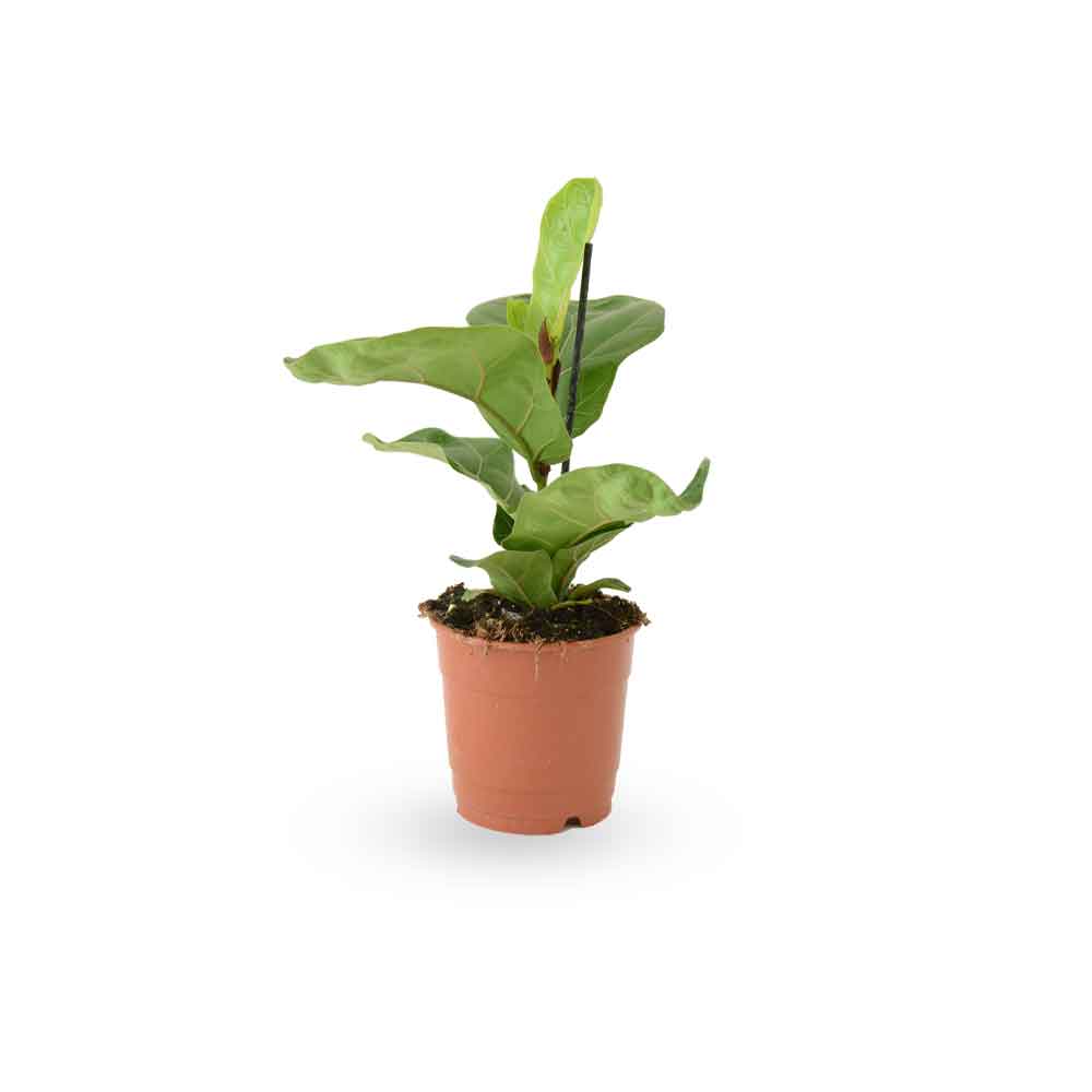  HOYA משלוחי צמחים | hoya משתלה און לין | מכירת צמחים |  Fiddle-Leaf Fig Bambino  קנית פיקוס כינורי | רכישת פיקוס כינורי |   | משתלה במרכז | משתלה דיגיטלית שלך | משלוח צמחים | הזמנת צמחים | משתלה אונליין  משתלה אינטרנטית | צמחי בית | עד הבית | פריחת הצמח | משלוח צמחי בית | משתלה עד הבית | 