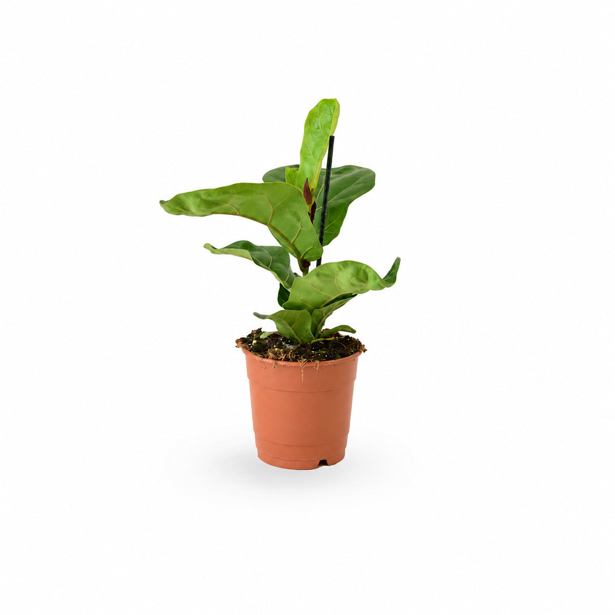 Fiddle-Leaf Fig Bambino  קנית פיקוס כינורי