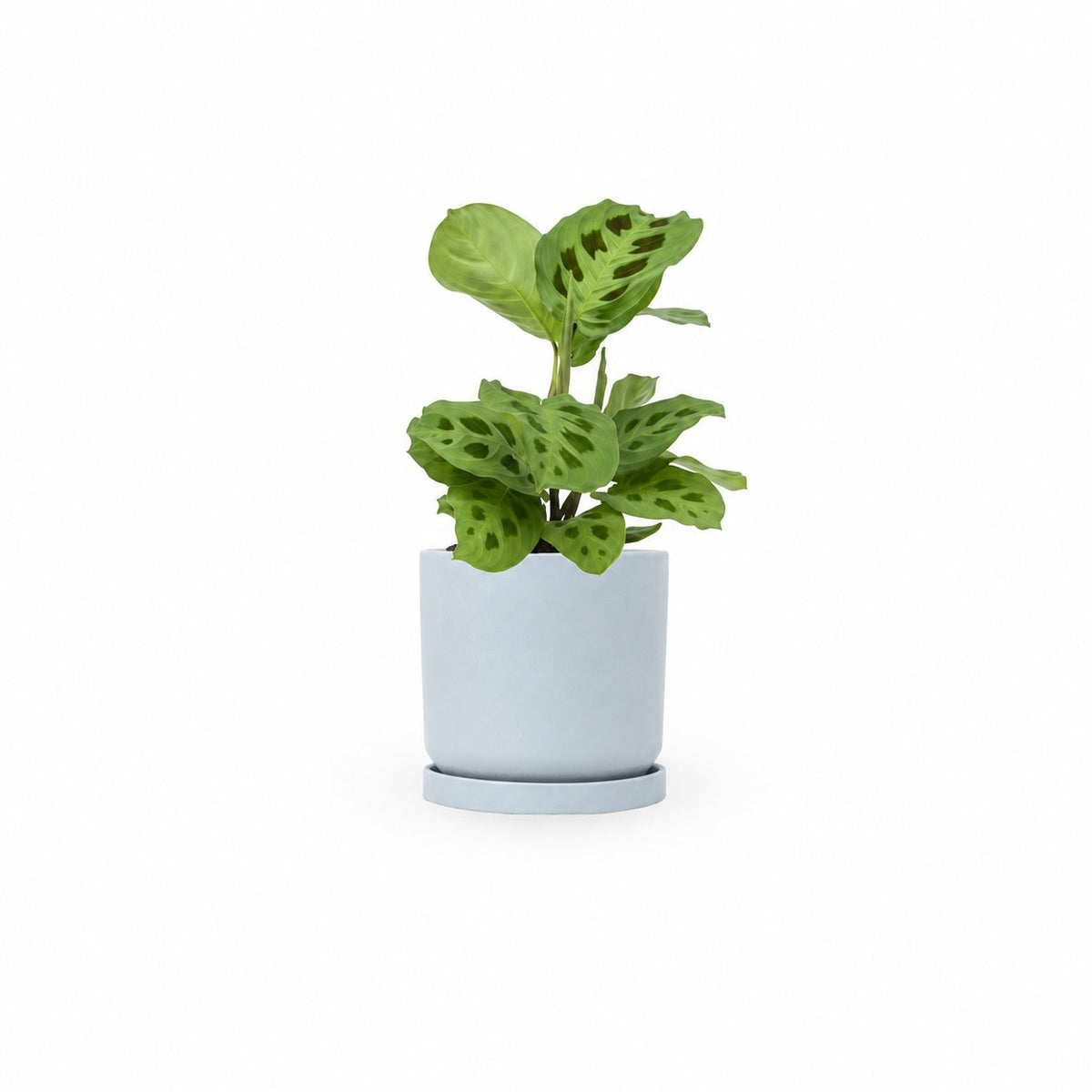  מרנטה ירוקה | Maranta Plant | מרנטה מנוקדת  | HOYA | ho-ya | משתלה אינטרנטית | צמחי בית | עד הבית | מינימה | משלוח צמחי בית | משתלה עד הבית | plant on it | let neta your plants