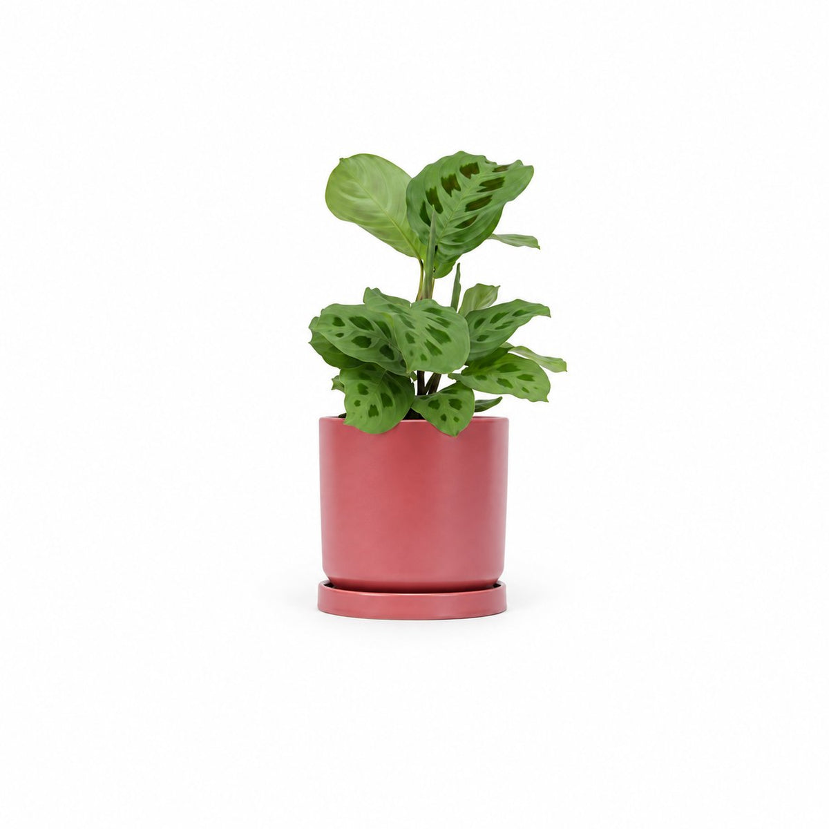  מרנטה ירוקה | Maranta Plant | מרנטה מנוקדת  | HOYA | ho-ya | משתלה אינטרנטית | צמחי בית | עד הבית | מינימה | משלוח צמחי בית | משתלה עד הבית | plant on it | let neta your plants