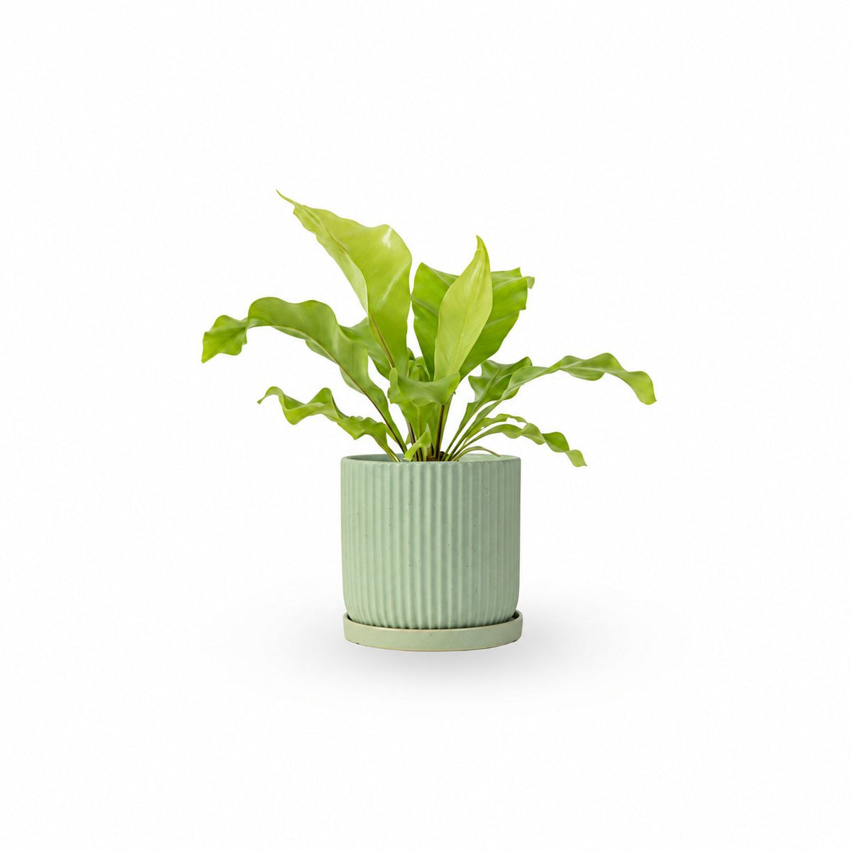 | hoya | קן הציפור | Bird Nest Fern  משתלה אינטרנטית | צמחי בית | עד הבית | פריחת הצמח | משלוח צמחי בית | משתלה עד הבית | plant on it | let neta your plants