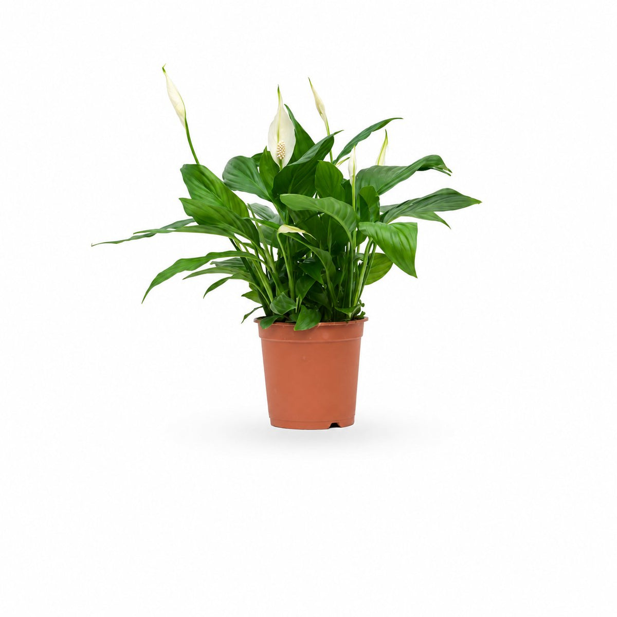  HOYA משלוחי צמחים- ספטיפיליום | Spathiphyllum | Peace lil  משתלה אינטרנטית | צמחי בית | עד הבית | פריחת הצמח | משלוח צמחי בית | משתלה עד הבית | plant on it | let neta your plants
