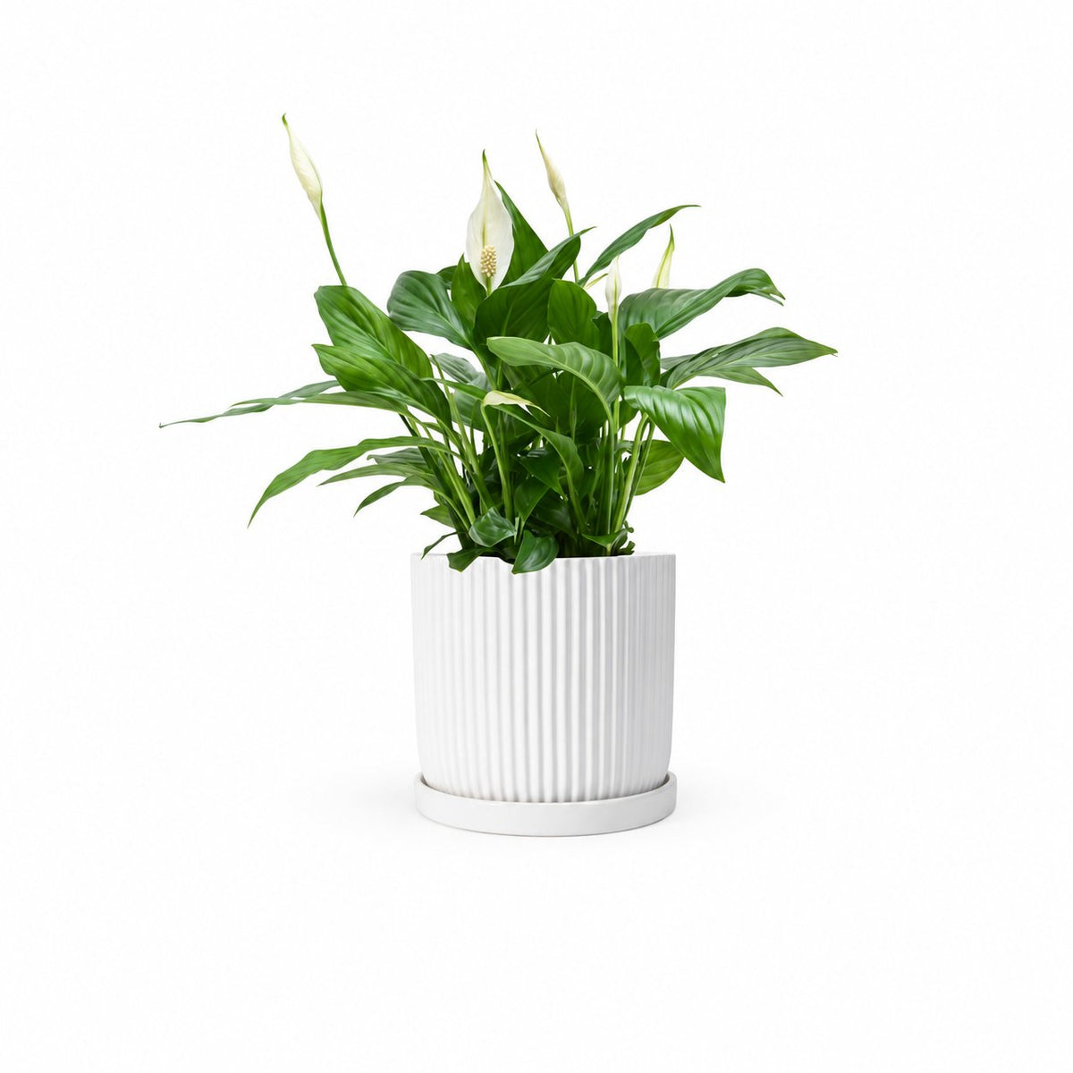  HOYA משלוחי צמחים- ספטיפיליום | Spathiphyllum | Peace lil  משתלה אינטרנטית | צמחי בית | עד הבית | פריחת הצמח | משלוח צמחי בית | משתלה עד הבית | plant on it | let neta your plants
