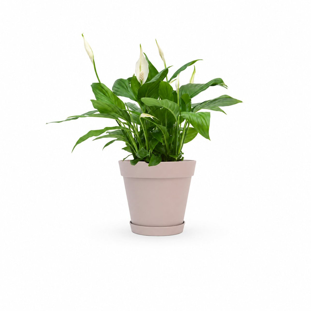  HOYA משלוחי צמחים- ספטיפיליום | Spathiphyllum | Peace lil  משתלה אינטרנטית | צמחי בית | עד הבית | פריחת הצמח | משלוח צמחי בית | משתלה עד הבית | plant on it | let neta your plants