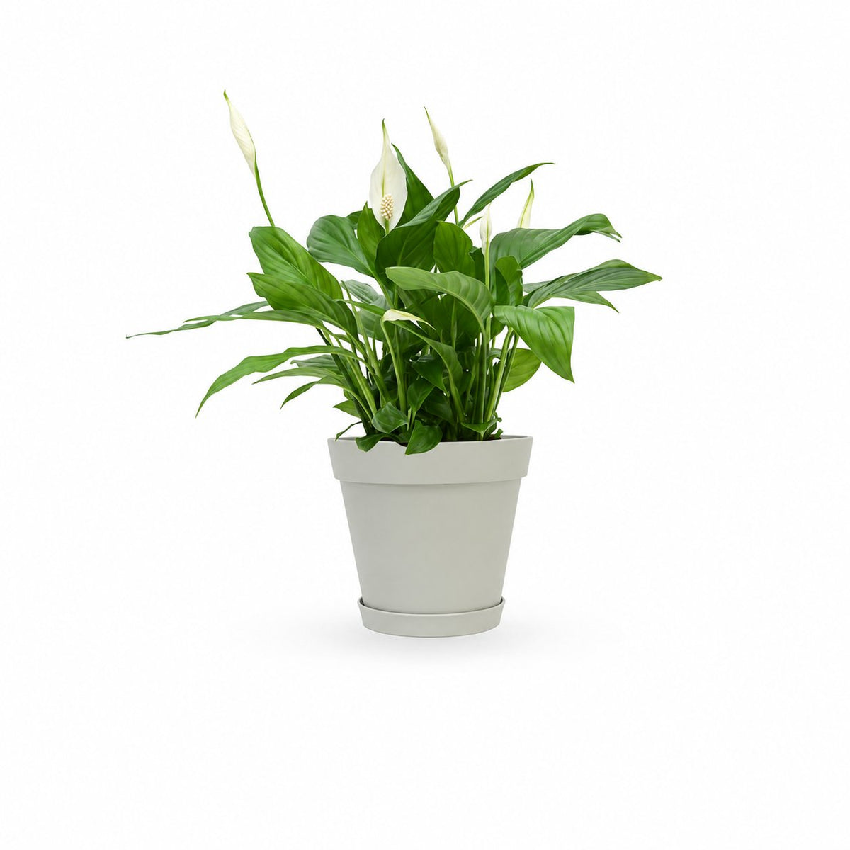 HOYA משלוחי צמחים- ספטיפיליום | Spathiphyllum | Peace lil  משתלה אינטרנטית | צמחי בית | עד הבית | פריחת הצמח | משלוח צמחי בית | משתלה עד הבית | plant on it | let neta your plants
